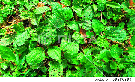 オオバコが生えている野の風景 69886394