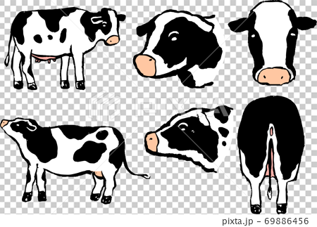 リアルな牛 乳牛 丑年 牧場 手描きイラスト のイラスト素材