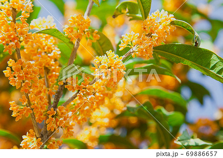 キンモクセイの花 69886657