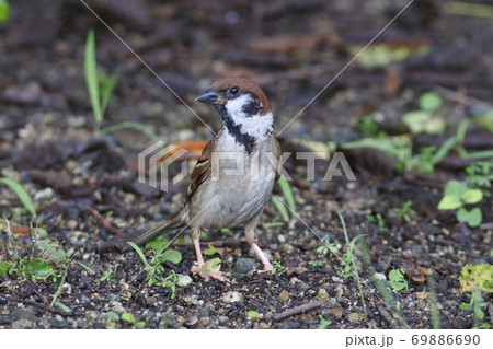 スズメ 地面を1羽警戒しながら歩いている スズメ 地面を1羽警戒しながら歩いている 69886690