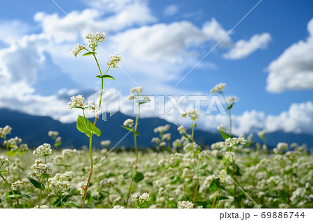 蕎麦の花 69886744