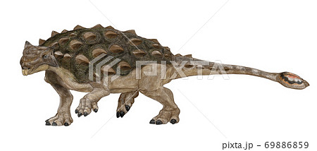 アンキロサウルス 白亜紀後期に当時の北アメリカ大陸に生息した草食恐竜で全身が堅い皮膚の装甲を持つ のイラスト素材