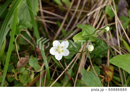 ウメバチソウ 69886889