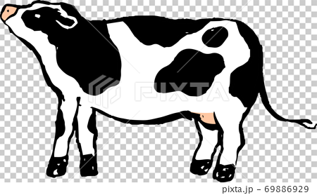 リアルな牛 乳牛 丑年 牧場 手描きイラストのイラスト素材
