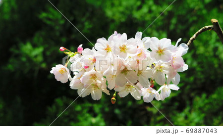 前田東公園(埼玉県川口市)の桜の花の風景 前田東公園(埼玉県川口市)の桜の花の風景 69887043