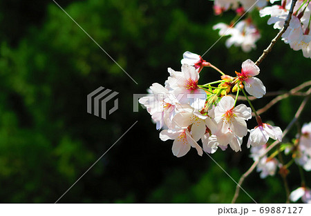 戸田桜づづみ(埼玉県戸田市)の桜の花と青空の風景(2020年) 戸田桜づづみ(埼玉県戸田市)の桜の花と青空の風景(2020年) 69887127