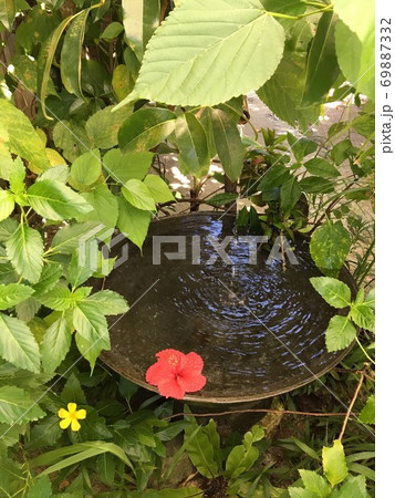 沖縄っぽいハイビスカスがある景色 69887332