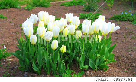 舎人公園(東京都足立区)のチューリップ畑の風景 舎人公園(東京都足立区)のチューリップ畑の風景 69887361