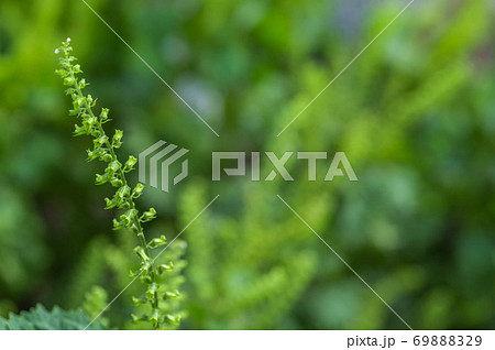 紫蘇の実 クローズアップ 紫蘇の実 クローズアップ 69888329