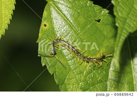 ムカデの一種 ムカデの一種 69889642
