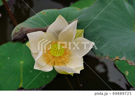 スイレン ハス 蓮 69889725