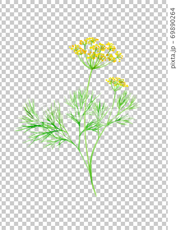Herbs: watercolor illustration of dill Herbs: watercolor illustration of dill 69890264