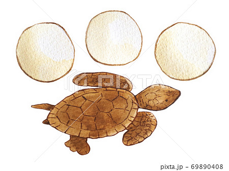 アカウミガメ 69890408