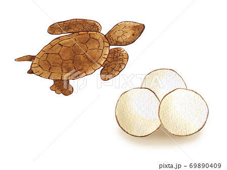 アカウミガメのイラスト素材