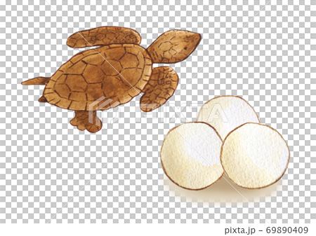 アカウミガメ 69890409