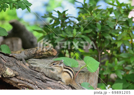 シマリス シマリス 69891205