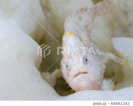 Juvenile frogfish on sea sponge (Mergui, Myanmar) Juvenile frogfish on sea sponge (Mergui, Myanmar) 69891282