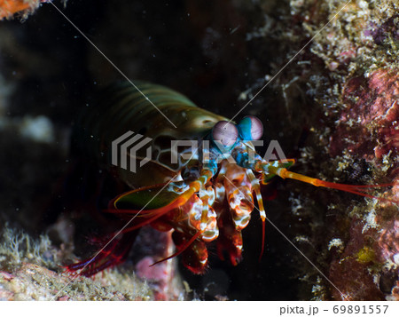 Peacock mantis shrimp leaning out of its burrow 69891557