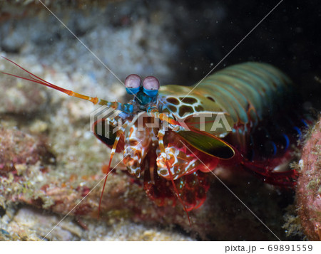 Peacock mantis shrimp leaning out of its burrow Peacock mantis shrimp leaning out of its burrow 69891559