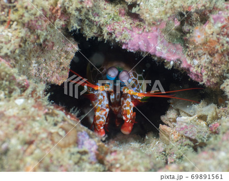 Peacock mantis shrimp leaning out of its burrow Peacock mantis shrimp leaning out of its burrow 69891561