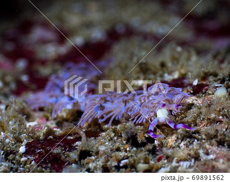 Blue dragon nudibranch on the rock (Myanmar) Blue dragon nudibranch on the rock (Myanmar) 69891562