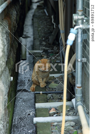 睨む猫 睨む猫 69891712