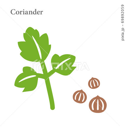 コリアンダーの葉と種子のシンプルベクターイラストのイラスト素材 6959