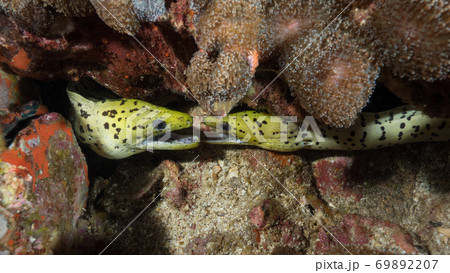 Fimbriated morays facing each other (Myanmar) Fimbriated morays facing each other (Myanmar) 69892207