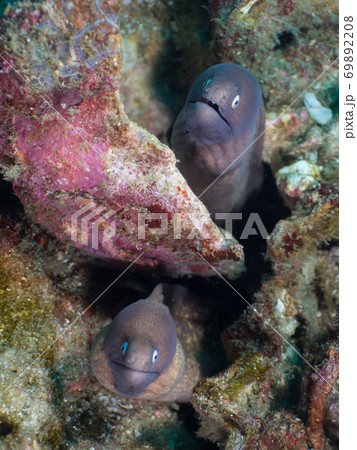 White-eyed morays lurking in a crack (Myanmar) White-eyed morays lurking in a crack (Myanmar) 69892208