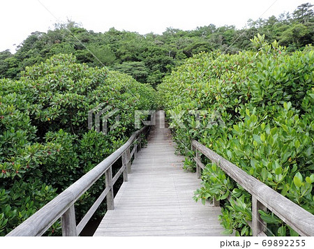 東村ふれあいヒルギ公園の遊歩道 東村ふれあいヒルギ公園の遊歩道 69892255