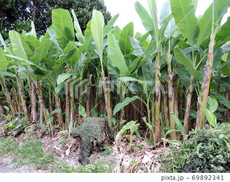 琉球糸芭蕉 琉球糸芭蕉 69892341
