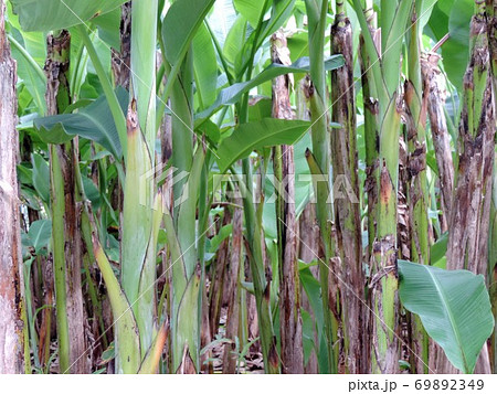 琉球糸芭蕉の茎 69892349