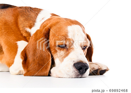 beagle  isolated on white 69892468