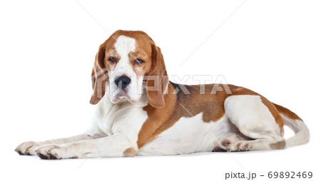 beagle  isolated on white 69892469