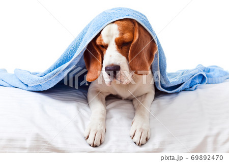 Very much sick dog on white background Very much sick dog on white background 69892470