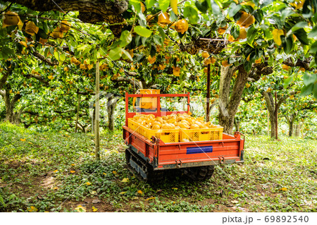 収穫期の梨園の有袋栽培の収穫した梨 収穫期の梨園の有袋栽培の収穫した梨 69892540