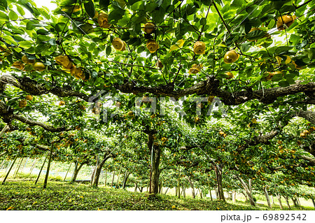 収穫期の梨園の有袋栽培の梨 69892542