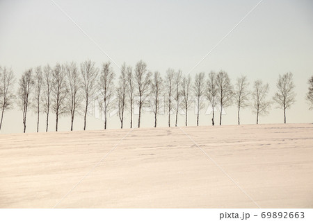 雪原とシラカバ並木 雪原とシラカバ並木 69892663