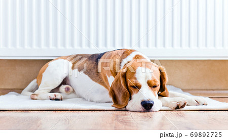 The dog near to a warm radiator The dog near to a warm radiator 69892725