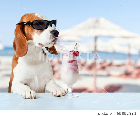 cute dog in sunglasses drink cocktail 69892831