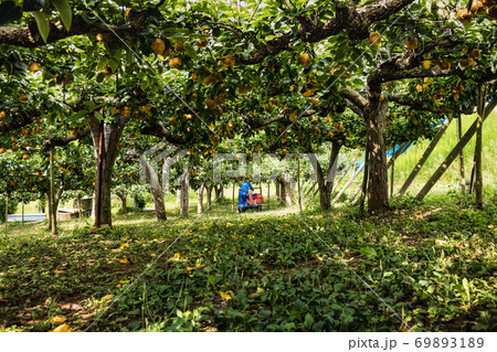 収穫期の梨園の有袋栽培の梨の収穫 69893189