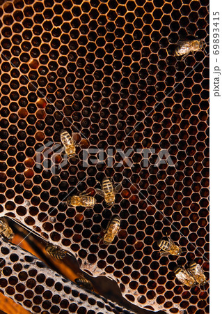 Busy bees, close up view of the working bees on honeycomb. Busy bees, close up view of the working bees on honeycomb. 69893415