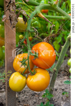Ripe tomatoes growing on the branches - cultivated in the garden.. 69893501
