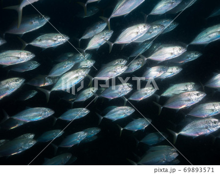 A school of bludger trevally at sunset A school of bludger trevally at sunset 69893571