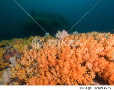 Yellow soft corals in Mergui archipelago, Myanmar Yellow soft corals in Mergui archipelago, Myanmar 69893575