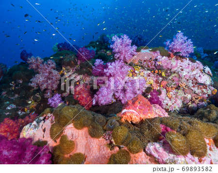 Scorpionfish on mushroom anemone with pink corals Scorpionfish on mushroom anemone with pink corals 69893582