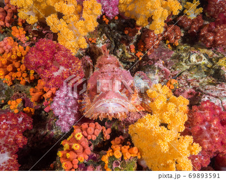 Scorpionfish between corals (Mergui, Myanmar) 69893591