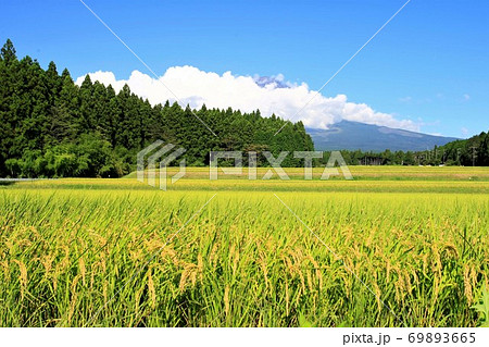 富士山＋稲作＋田んぼ＋富士吉田 69893665