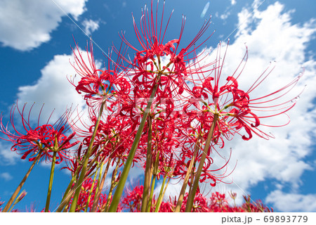 彼岸花 69893779