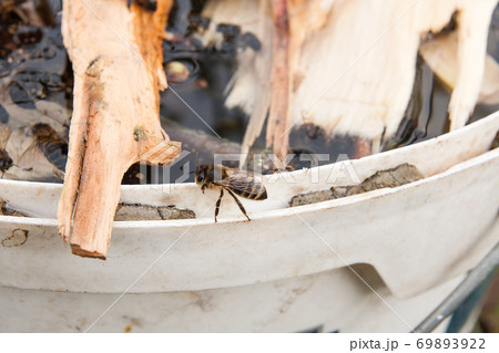 Bees drinking water in the summer.. 69893922